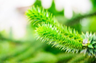 Canlı yeşil Şili çam iğnelerinin yakın plan görüntüsü bulanık.