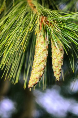 Doğal ortamdaki bir dala asılı iki genç kozalak.