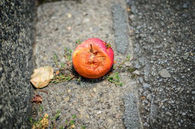 Üzerinde eşek arısı olan solmuş kırmızı elma kirli yolda yatıyor ve atılmış yiyeceklerin altını çiziyor.