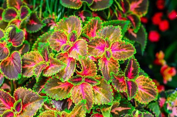 Doğal bahçedeki parlak pembe desenli renkli süs yaprakları.