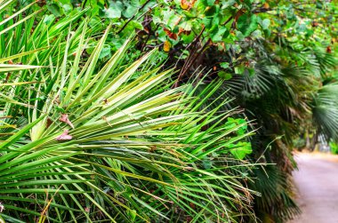 Keskin uçlu palmiye yaprakları, doğal tropikal arkaplan oluşturur