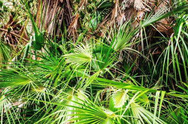 Yoğun palmiye yaprakları ve tropik orman arka planında kurumuş yapraklar.