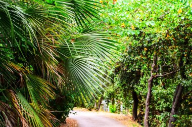 Ön planda palmiye dalları ve güneşli parkta bulanık yürüyüş yolları.