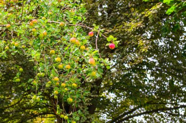 Sonbahar bahçesinde yeşil ve kırmızı elmalı büyük elma ağacı