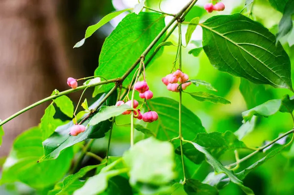 Yeşil Arkaplan Karşısında Avrupa Dikenli Ağaç Şubesinin Canlı Pembe Çilekleri