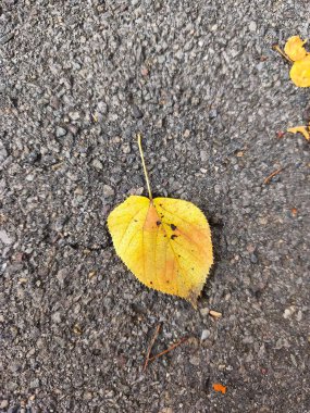 Almanya 'da asfalt yolda sarı yaprak