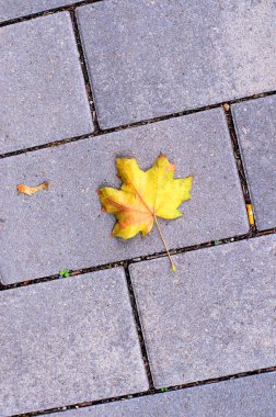 Gri kaldırım taşları deseninde tek canlı akçaağaç yaprağı