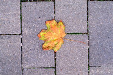 Gri Kaya Taşları 'nda Tek Canlı Akçaağaç Yaprağı