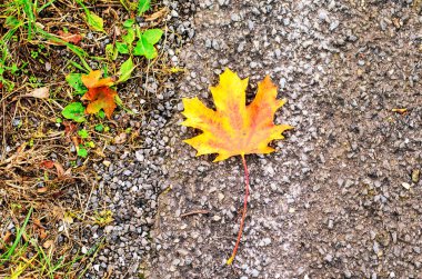 Çakıl yolunda canlı sarı akçaağaç yaprağı