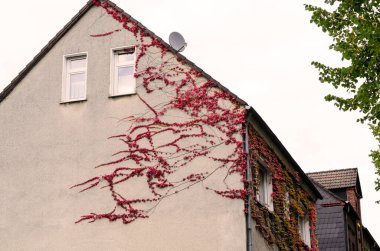 Parlak Kırmızı Sonbahar Sarmaşığı Tırmanışçısıyla Kaplanmış Konut Çatı Gofreti