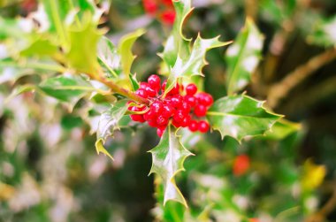 Canlı kırmızı böğürtlenler ve Noel çalılarının parlak yeşil yaprakları
