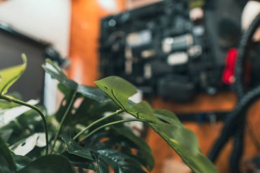 Bulanık elektronik çalışma alanı olan yeşil yaprakların sinematik yakın çekimi.