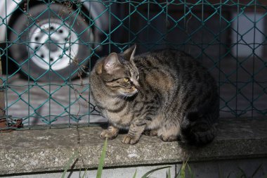 Yeşil gözlü gri tekir kedi kafeste oturuyor.
