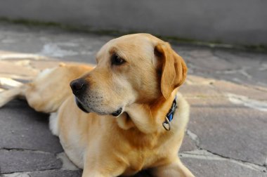 Şirin bir köpeğin portresi.