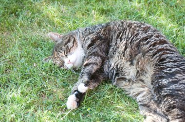 Şirin kedi çimlerin üzerinde uyuyor.