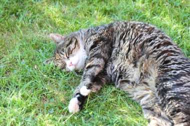 Kedi çimlerin üzerinde yatıyor.