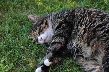 Kedi bahçede yatıyor..