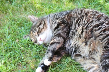 Kedi çimenlerde uyuyor.