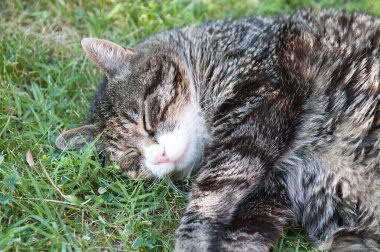 Kedi yeşil çimlerin üzerinde uyuyor.