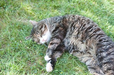 Yeşil çimlerin üzerinde uyuyan evcil bir kedinin yakın plan fotoğrafı.