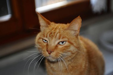 Sarı gözlü kırmızı kedi