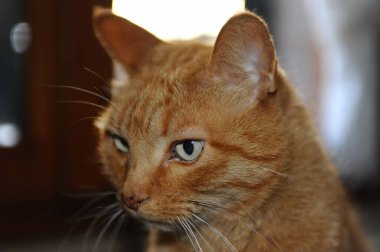 turuncu bir kedisi portresi.