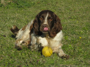 İngiliz spanyel köpeği parkta oynuyor.