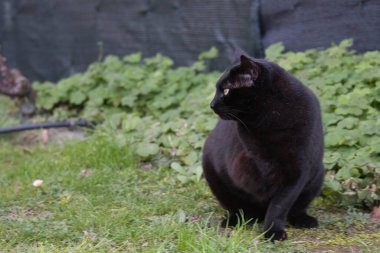 Kafesteki siyah kedi