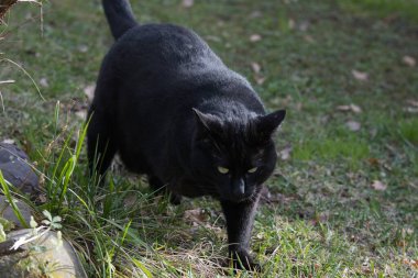 Ormandaki çimlerin arasındaki kara kedi