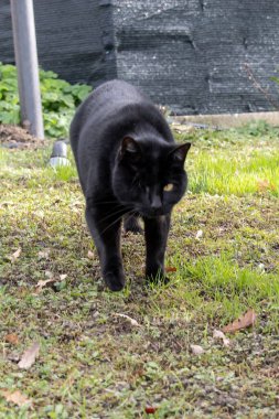 Bahçedeki kara kedi