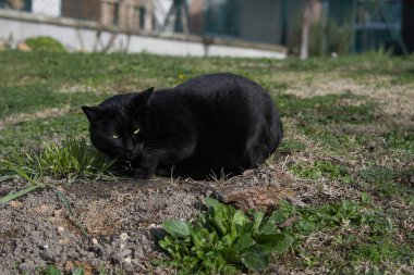 Bahçedeki kara kedi