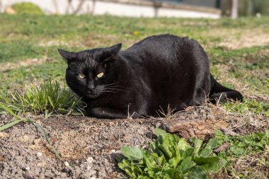 Siyah kedi yeşil çimlerin üzerinde yatıyor.