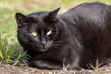 Bahçedeki siyah ve sarı kedinin yakın çekimi.