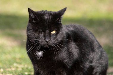 Otların arasında siyah bir kedi