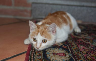 Yerde yatan sevimli kedi.