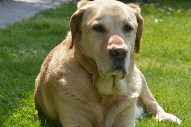 Bir köpeğin portresi.