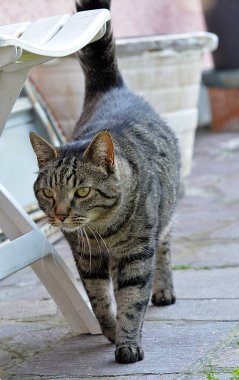 Masada oturan sevimli bir kedinin dikey görüntüsü.