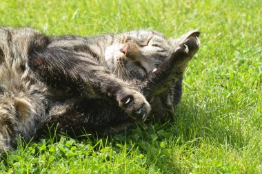 Kedi çimlerin üzerinde yatıyor.