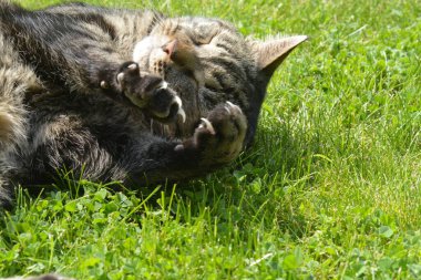 Çimlerin üzerindeki kedi