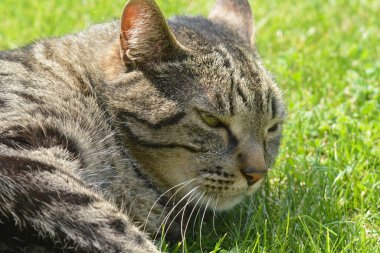 Çimlerin üzerindeki kedi