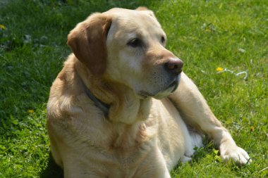 Labrador Retriever çimlerin üzerinde yatıyor.