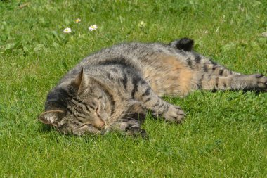 Kedi yeşil çimlerin üzerinde uyuyor.