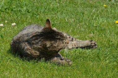 Bahçedeki çimenlikteki kedi