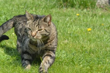 Yeşil çimenlikteki gri kedi.