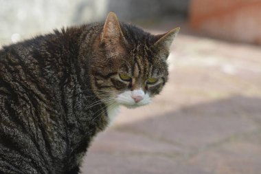 Kedi sokakta oturuyor.