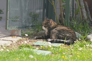 Kedi çimenlerde oturur ve kameraya bakar..