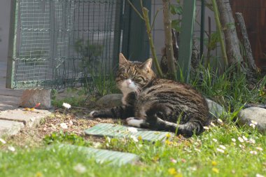 Şirin kedi yerde yatan