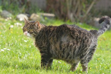 Kedi yaz günü bahçede çimlerin üzerinde oturuyor.