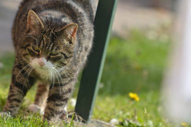 Kedi sokakta oturuyor.