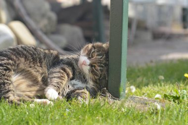 Çimlerin üzerindeki kedi